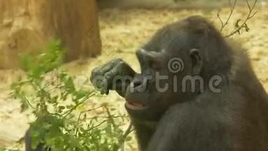 大猩猩吃叶子慢动作4K